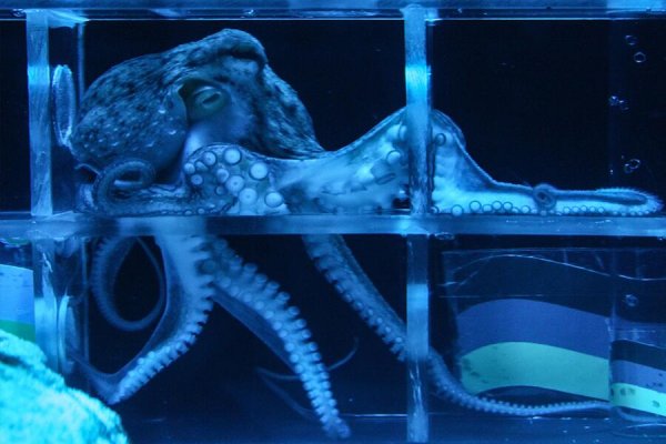 Kraken 18at